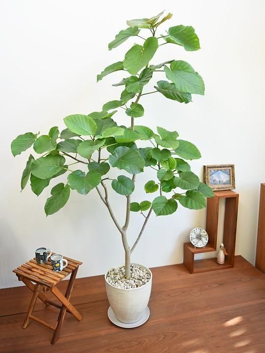 ウンベラータ 092502 販売・通販 ［詳細ページ］ *tree tree*