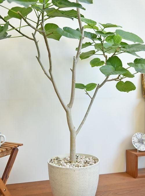 ウンベラータ 092502 販売・通販 ［詳細ページ］ *tree tree*