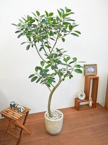 その他観葉植物 user_1242a77b ベルベットの葉 観音蓮 水なし 四角鉢植え 観葉植物 ギフト