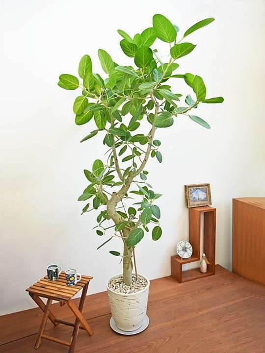 フィカス・ベンガレンシス 092502 通販 ［詳細ページ］ *tree tree*