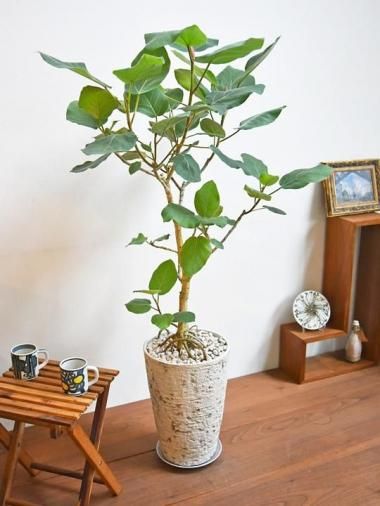 tree tree ～おしゃれな観葉植物 通販/interior plants shop～