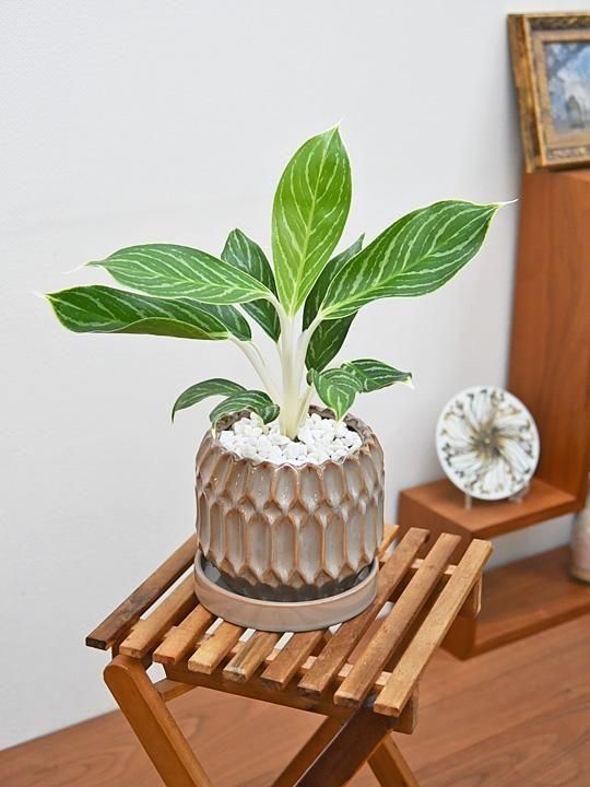 アグラオネマ ご注文分 アグラオネマ・ホワイトステム 092501 販売・通販 *tree tree*