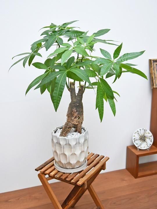 【バラ売り不可】アロマ軸植物族【エクストラ付き】 パキラ 092502 販売・通販 ［詳細ページ］ *tree tree*