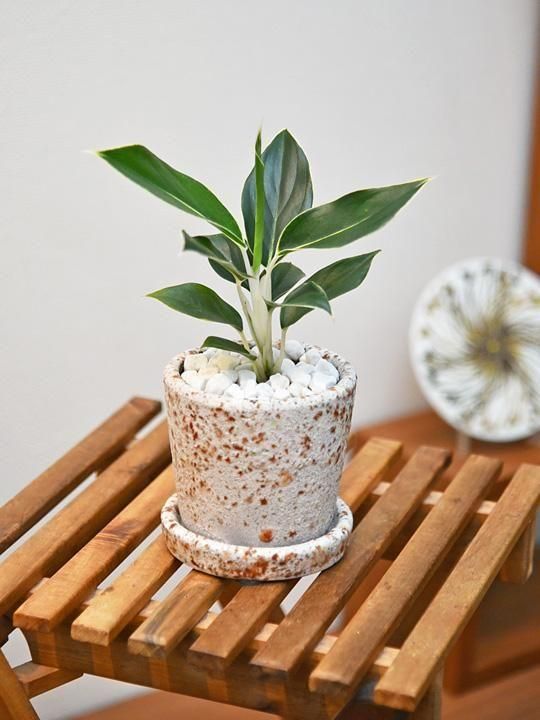 アグラオネマ・ホワイトジュエル 092502 販売・通販 *tree tree*