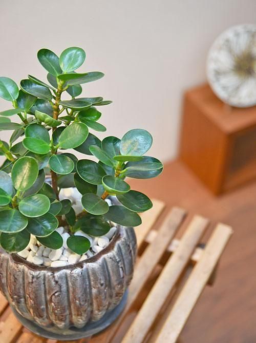 白斑入りパンダガジュマル（接木） 3号ポット 白斑入りパンダガジュマル（接木） 3号ポット パンダガジュマル8号 03