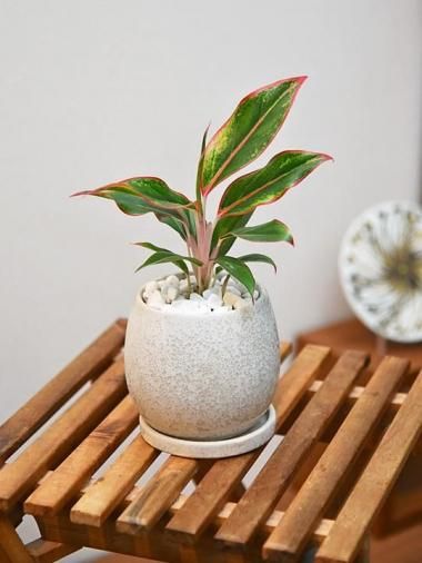 饪ͥޡåɥ<img class='new_mark_img2' src='https://img.shop-pro.jp/img/new/icons15.gif' style='border:none;display:inline;margin:0px;padding:0px;width:auto;' />