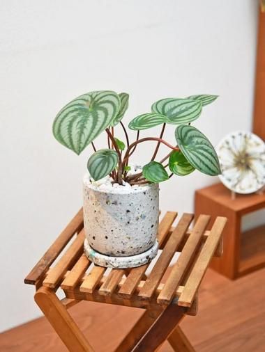 ڤ<img class='new_mark_img2' src='https://img.shop-pro.jp/img/new/icons15.gif' style='border:none;display:inline;margin:0px;padding:0px;width:auto;' />