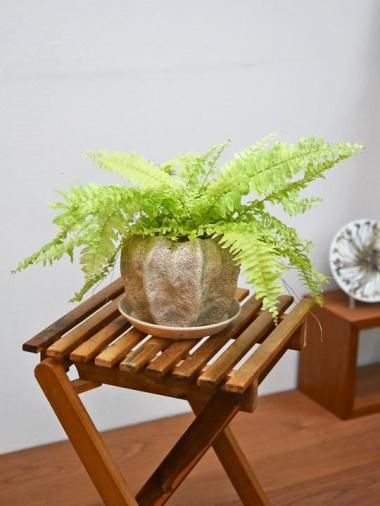 ͥեԥ<img class='new_mark_img2' src='https://img.shop-pro.jp/img/new/icons15.gif' style='border:none;display:inline;margin:0px;padding:0px;width:auto;' />
