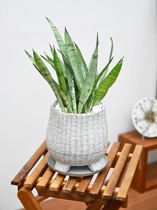 シルバープリンセス　サンスベリア @2 サンスベリア・シルバープリンセス / 盆栽、多肉植物、塊根植物、観葉