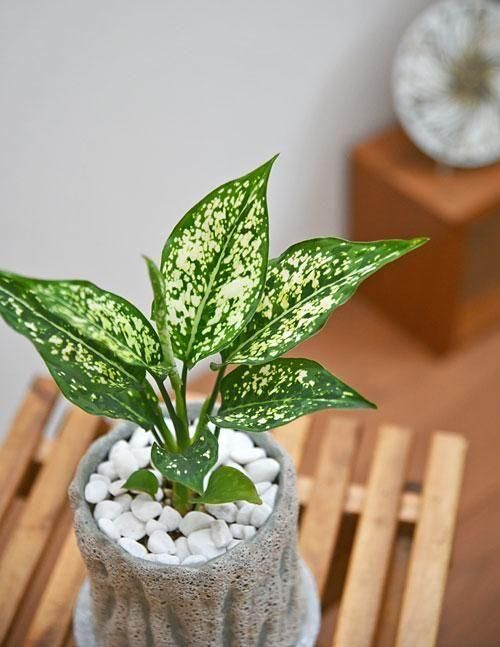 アグラオネマ・タイスノーフレーク 092501 販売・通販 *tree tree*