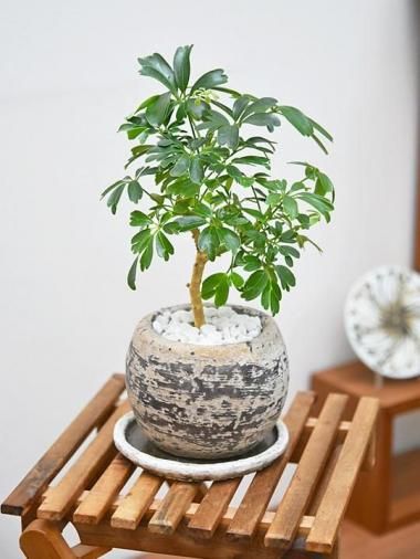 ե顦ʡ<img class='new_mark_img2' src='https://img.shop-pro.jp/img/new/icons15.gif' style='border:none;display:inline;margin:0px;padding:0px;width:auto;' />