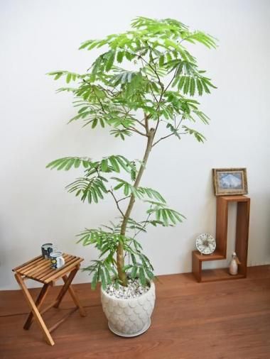 20,000円～ - tree tree ～おしゃれな観葉植物 通販/interior