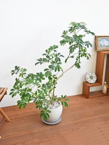 よっこさま専用割引 フィカス ベンガレンシス 極上 よっこさま専用割引 フィカス ベンガレンシス 極上 よっこさま