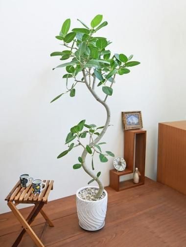 ե٥󥬥󥷥<img class='new_mark_img2' src='https://img.shop-pro.jp/img/new/icons15.gif' style='border:none;display:inline;margin:0px;padding:0px;width:auto;' />