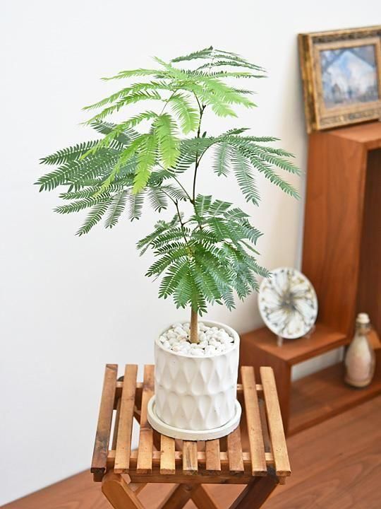 エバーフレッシュ 092503 販売・通販 ［詳細ページ］ *tree tree*