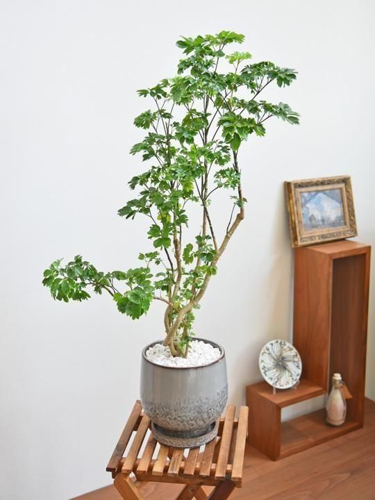 ポリシャス・バタフライ 092501 販売・通販［詳細ページ］ *tree tree*