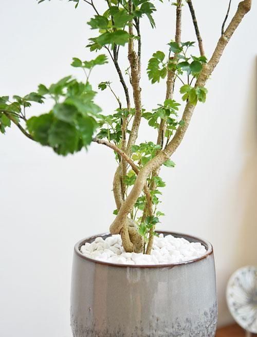 ポリシャス・バタフライ 092501 販売・通販［詳細ページ］ *tree tree*