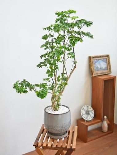 ݥꥷ㥹Хե饤<img class='new_mark_img2' src='https://img.shop-pro.jp/img/new/icons15.gif' style='border:none;display:inline;margin:0px;padding:0px;width:auto;' />