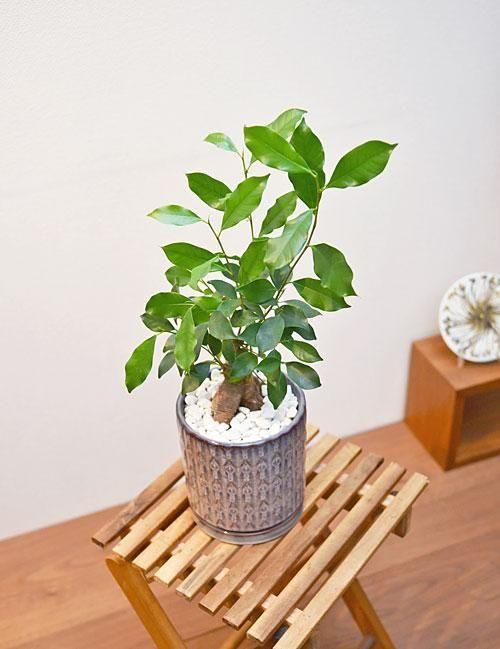 ガジュマル 102501 販売・通販［詳細ページ］ *tree tree*