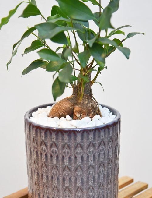 ガジュマルさま専用ページ ガジュマルさま専用ページ ガジュマルさま専用ページ ガジュマル