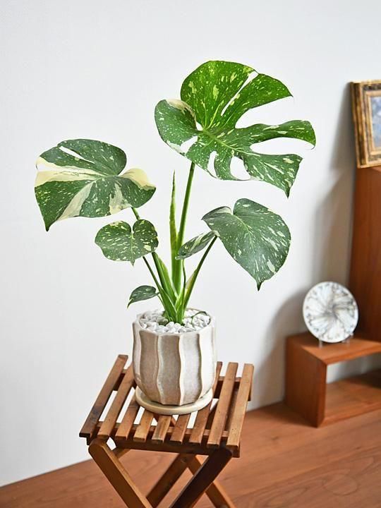 １点物現品販売です。斑入りモンステラ・タイコンステレーション８号鉢 1点物現品販売です。斑入りモンステラ・タイコンステレーション8号鉢