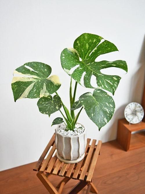 ①現品販売です！大株で綺麗な斑入りのモンステラ・タイコンステレーション10号 ①現品販売です！大株で綺麗な斑入りのモンステラ・タイコンステ