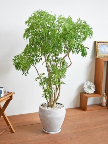 ݥꥷ㥹եƥ<img class='new_mark_img2' src='https://img.shop-pro.jp/img/new/icons15.gif' style='border:none;display:inline;margin:0px;padding:0px;width:auto;' />