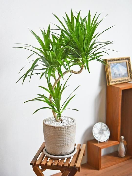 ドラセナ・ナビー 102501 販売・通販［詳細ページ］ *tree tree*