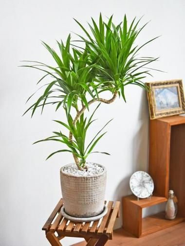 ドラセナ [一覧ページ] tree tree ～鉢植え観葉植物 通販/interior