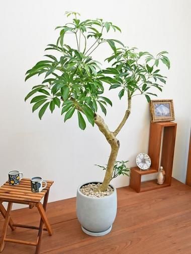 その他観葉植物 user_1242a77b 楽天市場】観葉植物 cot スキンダプサス トレビー 4号鉢