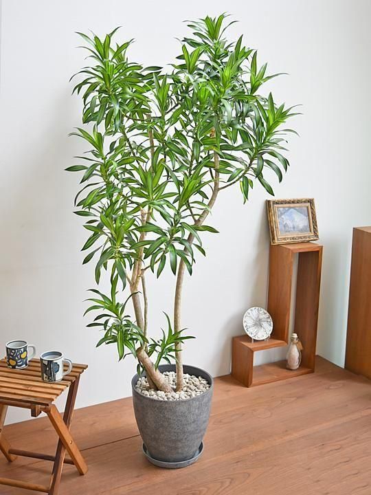 観葉植物 約180cm ドラセナ・ジャマイカ 観葉植物 約180cm ドラセナ・ジャマイカ ドラセナ ソング オブ