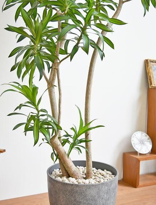 ドラセナ・ソングオブジャマイカ 102501 販売・通販［詳細ページ