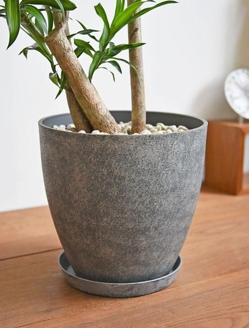 朴仕立て／ドラセナ・ソングオブ・ジャマイカ存在感◎／初心者OK／丁寧梱包 朴仕立て／ドラセナ・ソングオブ・ジャマイカ存在感◎／初心者OK