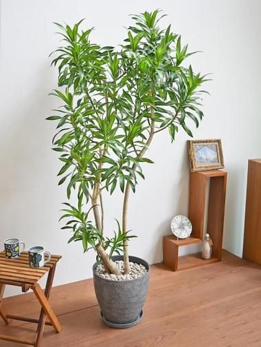 ★専用★　ドラセナ　オンベット 超希少】 ドラセナオンベット コレクション苗