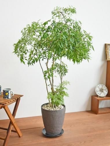 ݥꥷ㥹եƥ<img class='new_mark_img2' src='https://img.shop-pro.jp/img/new/icons15.gif' style='border:none;display:inline;margin:0px;padding:0px;width:auto;' />