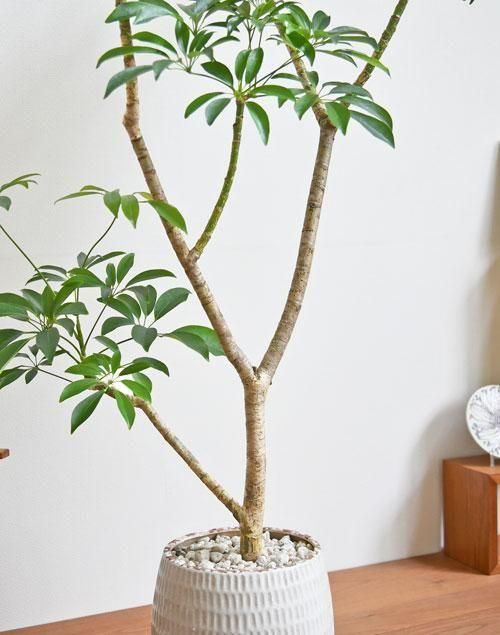 シェフレラ 102503 販売・通販 ［詳細ページ］ *tree tree*