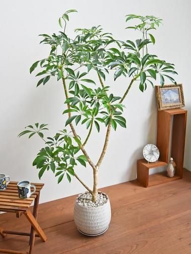 tree tree ～おしゃれな観葉植物 通販/interior plants shop～