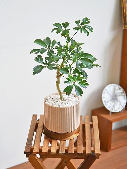 シェフレラ・レナータ 102501 販売・通販 ［詳細ページ］ *tree tree*