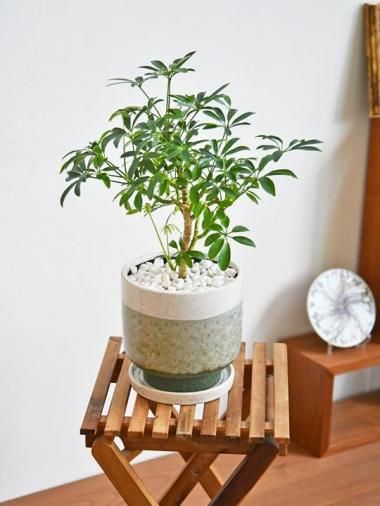 ե顦ѥ<img class='new_mark_img2' src='https://img.shop-pro.jp/img/new/icons15.gif' style='border:none;display:inline;margin:0px;padding:0px;width:auto;' />