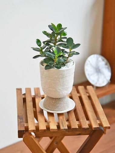 ѥޥ<img class='new_mark_img2' src='https://img.shop-pro.jp/img/new/icons15.gif' style='border:none;display:inline;margin:0px;padding:0px;width:auto;' />