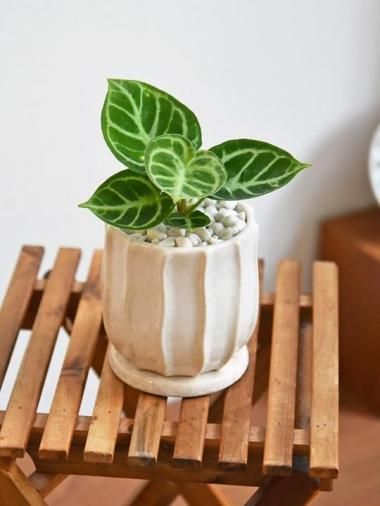 󥹥ꥦࡦɥ䥭<img class='new_mark_img2' src='https://img.shop-pro.jp/img/new/icons15.gif' style='border:none;display:inline;margin:0px;padding:0px;width:auto;' />