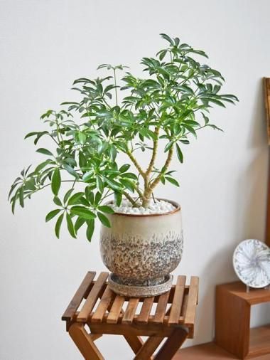 ե顦ѥ<img class='new_mark_img2' src='https://img.shop-pro.jp/img/new/icons15.gif' style='border:none;display:inline;margin:0px;padding:0px;width:auto;' />