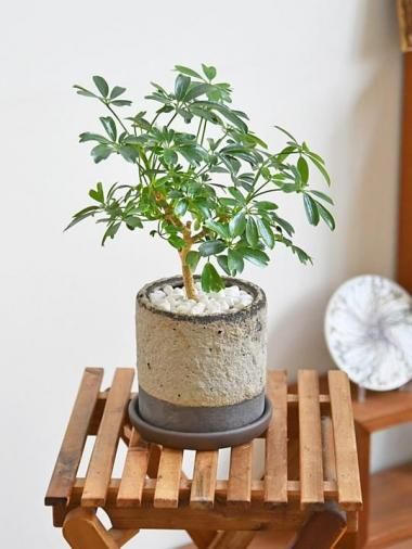 30～50cm - tree tree ～おしゃれな観葉植物 通販/interior plants shop～