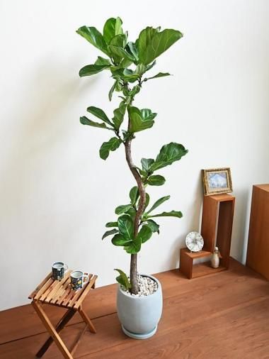 Х<img class='new_mark_img2' src='https://img.shop-pro.jp/img/new/icons15.gif' style='border:none;display:inline;margin:0px;padding:0px;width:auto;' />