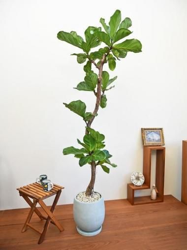 Х<img class='new_mark_img2' src='https://img.shop-pro.jp/img/new/icons15.gif' style='border:none;display:inline;margin:0px;padding:0px;width:auto;' />