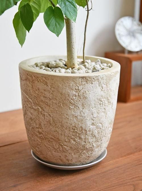 ウンベラータ 112501 販売・通販 ［詳細ページ］ *tree tree*