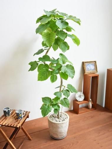 ウンベラータ 112501 販売・通販 ［詳細ページ］ *tree tree*