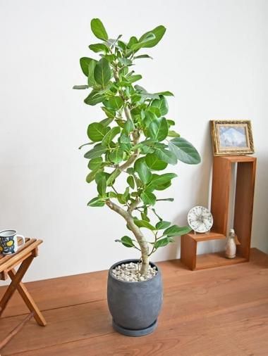 ե٥󥬥󥷥<img class='new_mark_img2' src='https://img.shop-pro.jp/img/new/icons15.gif' style='border:none;display:inline;margin:0px;padding:0px;width:auto;' />