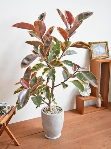 եӡ<img class='new_mark_img2' src='https://img.shop-pro.jp/img/new/icons15.gif' style='border:none;display:inline;margin:0px;padding:0px;width:auto;' />