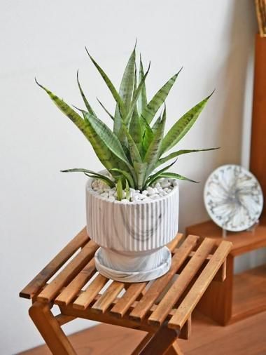 󥹥٥ꥢСץ󥻥<img class='new_mark_img2' src='https://img.shop-pro.jp/img/new/icons15.gif' style='border:none;display:inline;margin:0px;padding:0px;width:auto;' />